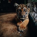 animaux