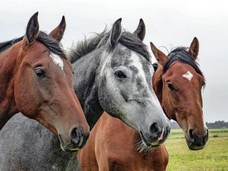 Balnéothérapie chevaux