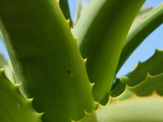 Aloe arboresens